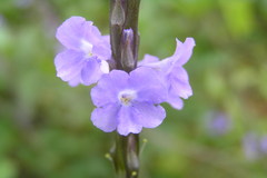 Stachytarpheta jamaicensis